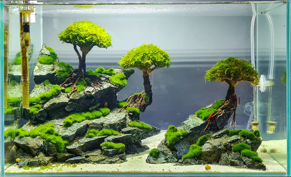 Ho-thuy-sinh-–-be-ca