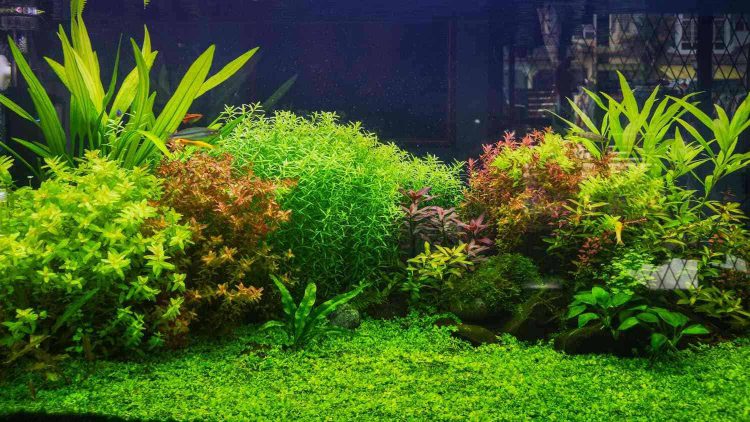 Designing a Beautiful Aquarium with Artificial Plants and Plastic Decorations Designing a Beautiful Aquarium with Artificial Plants and Plastic Decorations